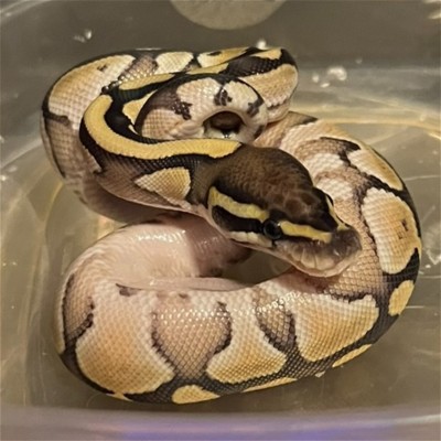animal image