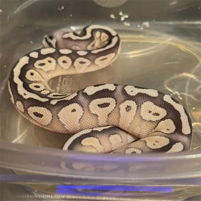animal image