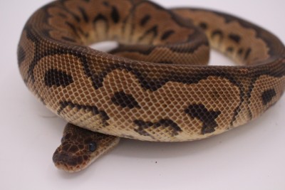 animal image