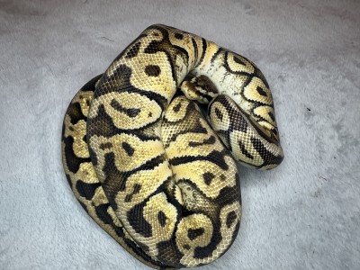 animal image