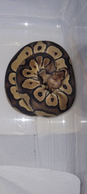 animal image