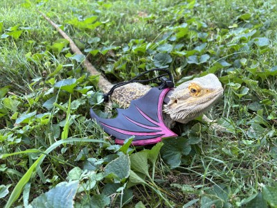 animal image