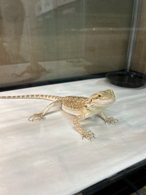 animal image
