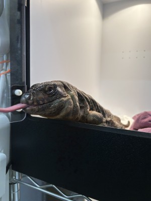 animal image