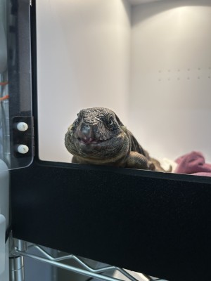 animal image