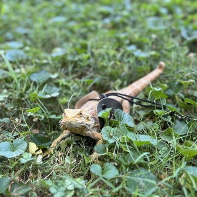animal image