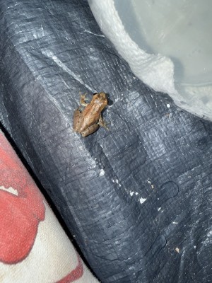 animal image