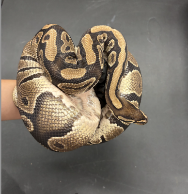 animal image