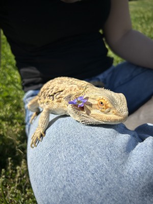 animal image