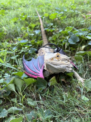 animal image