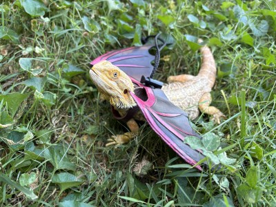 animal image