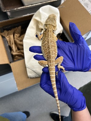 animal image