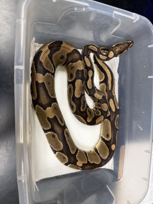 animal image