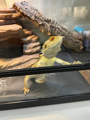 animal image