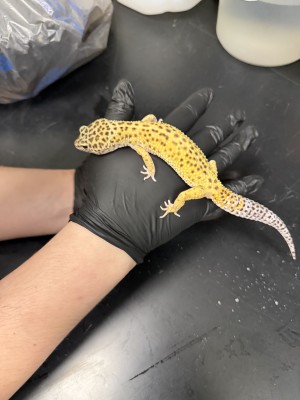 animal image