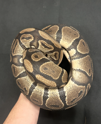 animal image