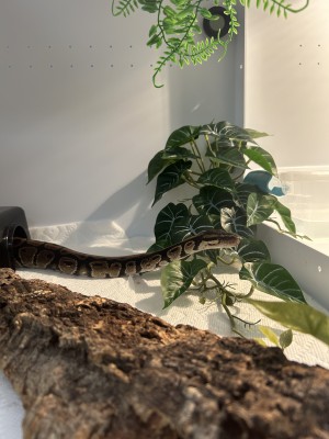 animal image