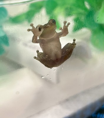 animal image