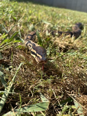 animal image