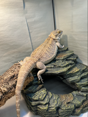 animal image