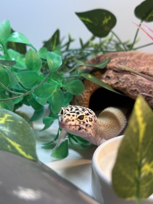 animal image