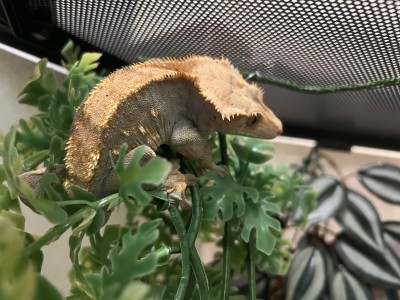 animal image