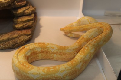 animal image