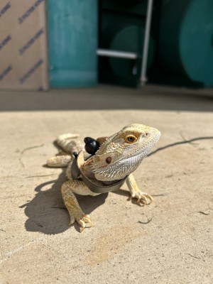 animal image