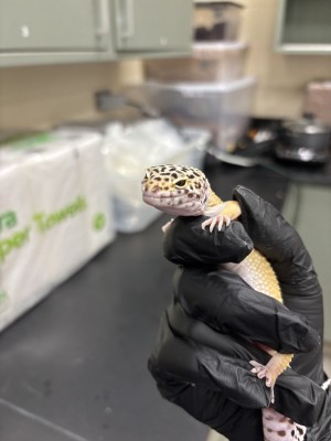 animal image