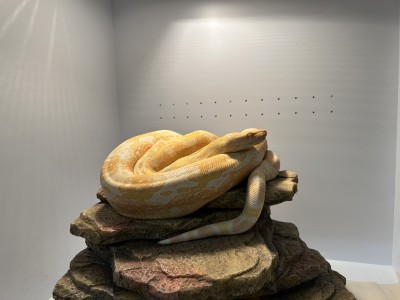 animal image