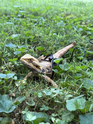 animal image