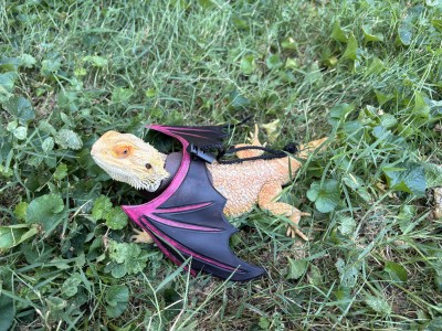 animal image