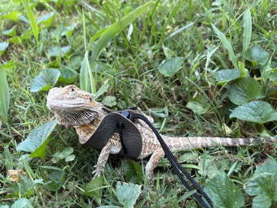 animal image