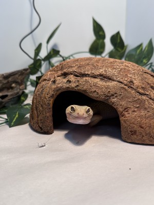 animal image