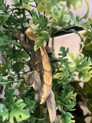 animal image