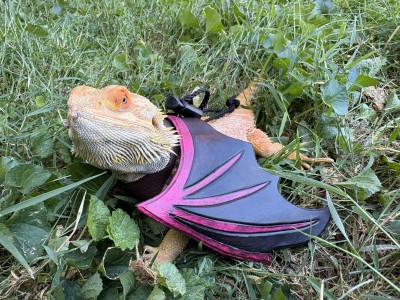 animal image