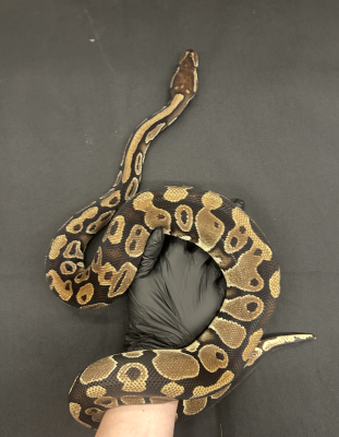 animal image