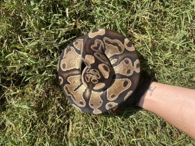 animal image
