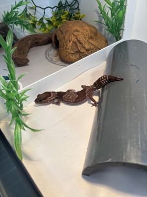 animal image