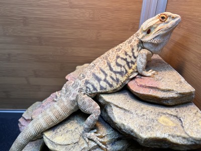 animal image