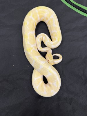 animal image