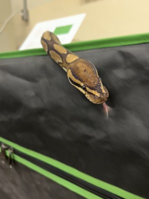 animal image