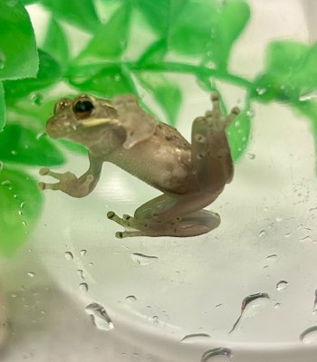 animal image