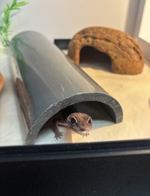 animal image