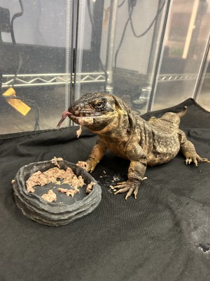 animal image