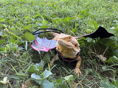 animal image