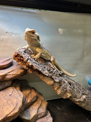 animal image