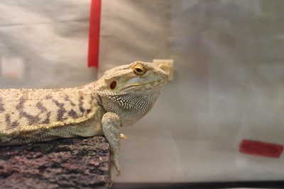 animal image