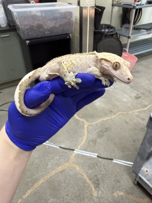animal image