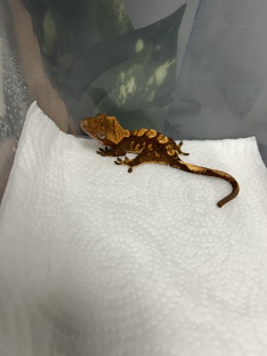 animal image
